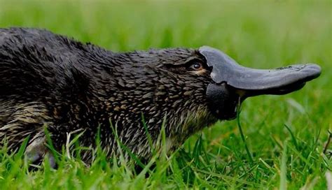 image (2000×1151) | Duck billed platypus, Platypus, Australian native animals