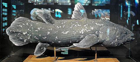 Coelacanths, the World's Only Living "Extinct" Fish