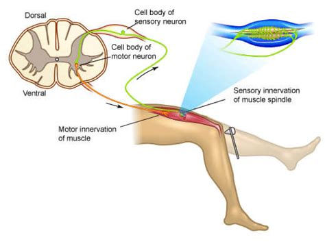 lc-experiment-reflexes-reaction - Somatic Movement Center