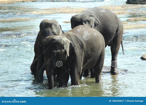 Elephants Bathing in Pinnawala Sri Lanka Stock Image - Image of river ...