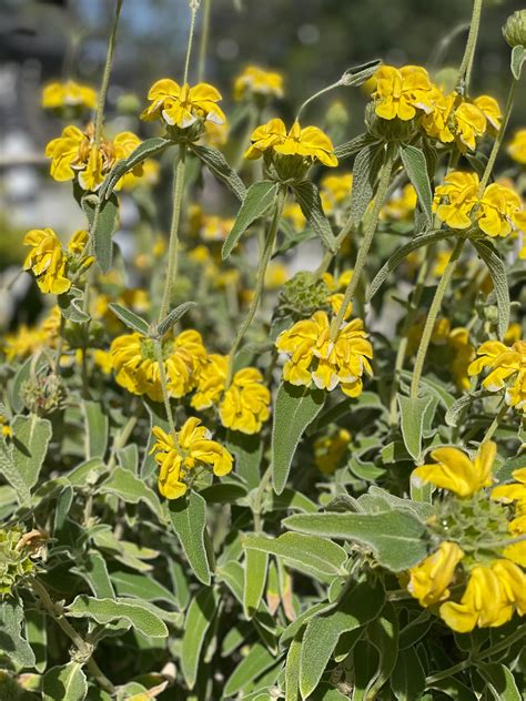 37 of the Best Perennial Cut Flowers for your Cutting Garden