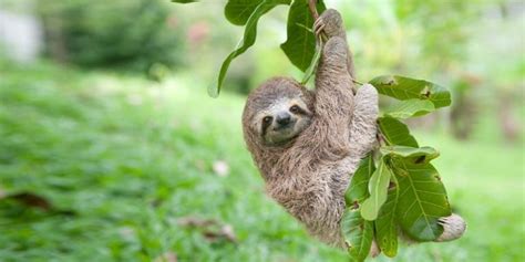 Sloth Baby Hanging On A Branch Outside - Sloth Of The Day