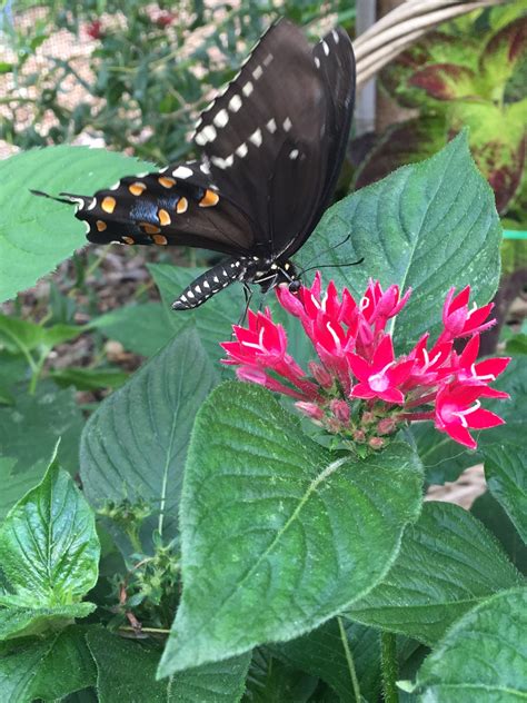 Attracting Butterflies-No Matter Where You Live - Smith-Gilbert Gardens