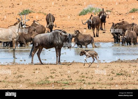 Animals gathering at a busy watering hole in Southern African savanna Stock Photo - Alamy