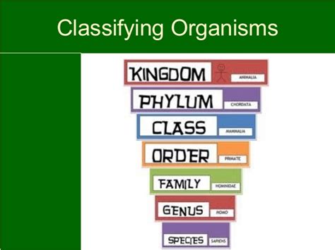 Classification Of Living Things Mind Map