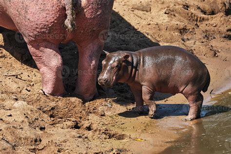 Baby hippopotamus 845345 Stock Photo at Vecteezy