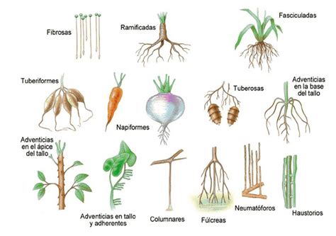 Importancia de las raíces de una planta para tu jardín - Mi Jardín Ibérico