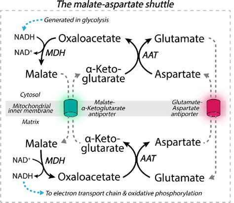 Glutamate is a key metabolite of the malate-aspartate shuttle (MAS).... | Download Scientific ...