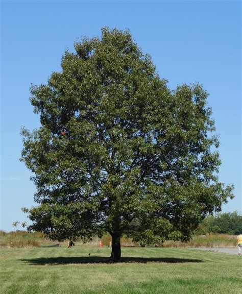 Northern Red Oak : Tree Montgomery