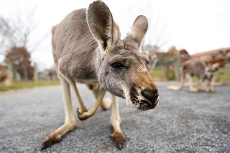 Virginia Safari Park is literally the wildest road trip you'll ever ...