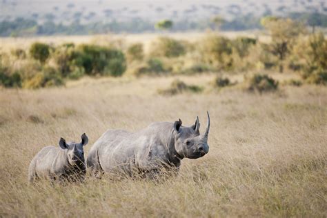 What Do Rhinos Eat? Discover the Rhinoceros Diet (with Photos ...