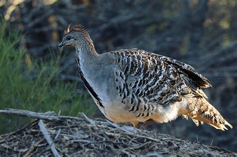 Re-connecting fragmented Malleefowl habitat - Greening Australia - Greening Australia