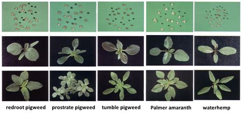 Pigweed Identification