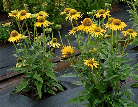 Kismet Yellow Dwarf Coneflower Perennial - Echinacea - Gallon Pot ...