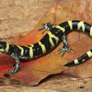 Ringed Salamander Facts and Pictures