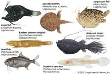 Anglerfish | fish | Britannica.com