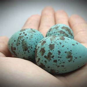 Wooden Blue Jay Eggs for Science Education, Natural History, Nature ...