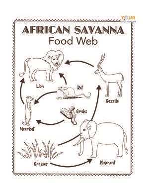 African Savanna Food Chain Diagram