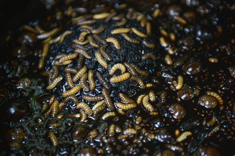 Are Maggots In Compost Bad? Should You Get Rid Of Them?