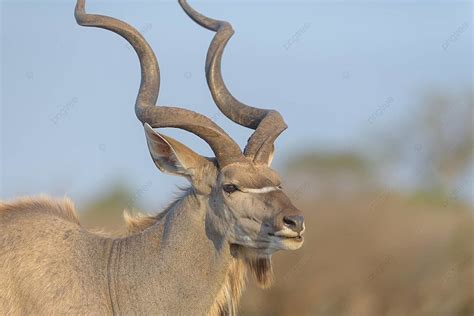 Kudu Antelope Masculine Southern Alert Photo Background And Picture For Free Download - Pngtree