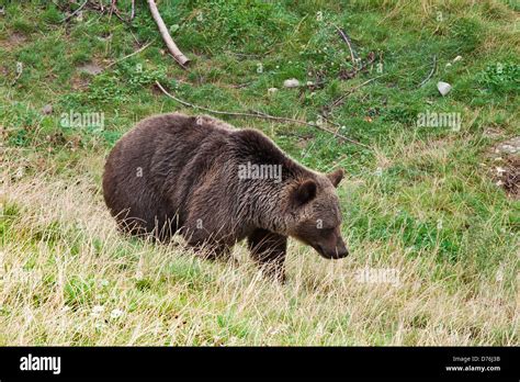 Switzerland, Bern, Bear park Stock Photo - Alamy