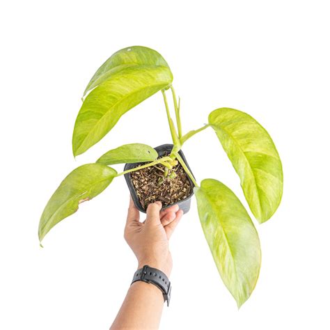 Epipremnum giganteum aurea variegated – Aroid Market