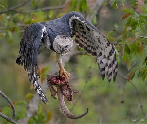 Harpy Eagle with Prey | Birds of prey, Harpy eagle, Eagle