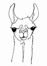 Llamas Head Coloring Page – coloringrocks Cartoon Llama Cute  sketch template