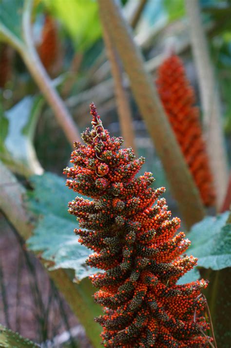 Photo #50748 | Gunnera tinctoria | plant lust