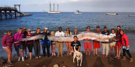 California: A Rare Fish Surfaces - The New York Times