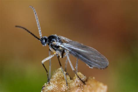 Fungus Gnats in Potted House Plants - Get rid of them! - The Happy Houseplanter