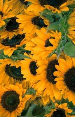 Inspirational Sunflower Quotes Wallpaper - Sunflower in 2019 sunflower ...