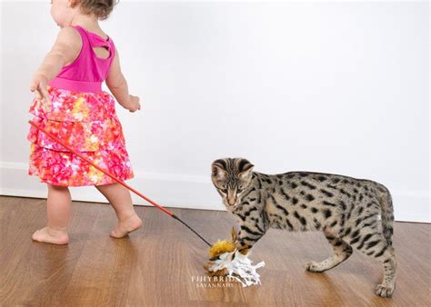 Savannah Cat - Size,Diet,Temperament,Price. | Savannah cat, Pretty cats, Savannah chat