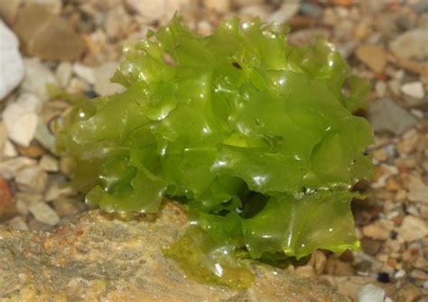 Ulva: Sea Lettuce is Underappreciated! | Macro Algae | AlgaeBarn