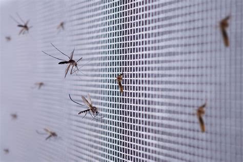 How To Keep Mosquitoes Away From An Evaporative Cooler - HVACseer.com