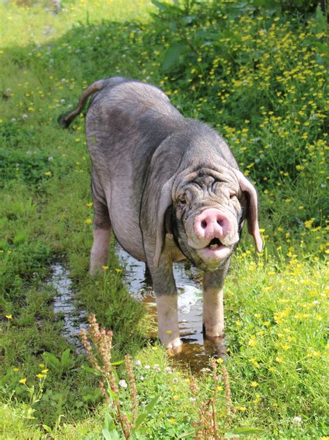 George the Meishan pig. Rare breed pig originating from China | Pig breeds, Mini pigs, Pot belly ...