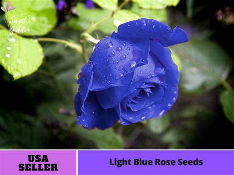 Blue Rose Seeds Perennial Authentic Seeds Flowers Easy to Grow Climbing ...