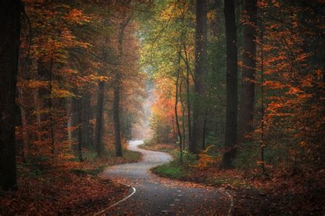 Atmospheric Photos of a Forest Filled with Colorful Autumn Leaves