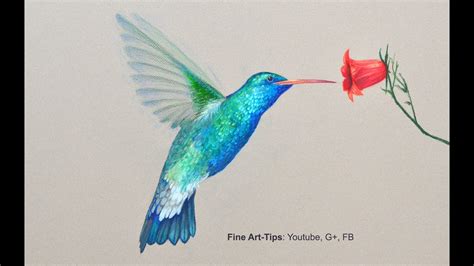 How to Draw a Hummingbird - Drawing With Color Pencils - YouTube