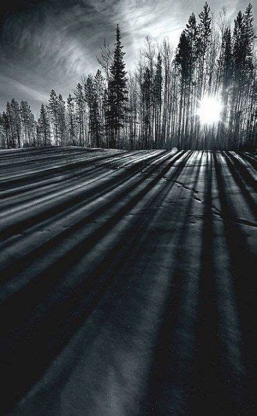 Tree Shadow Photography Sun 48 Ideas | Shadow photography, Light and shadow photography, Amazing ...