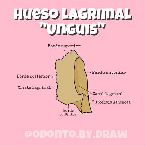 Hueso lagrimal o unguis | Anatomía dental, Huesos de la cara, Libros de anatomia