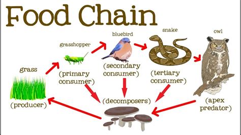 Food Chain Diagram | Quizlet