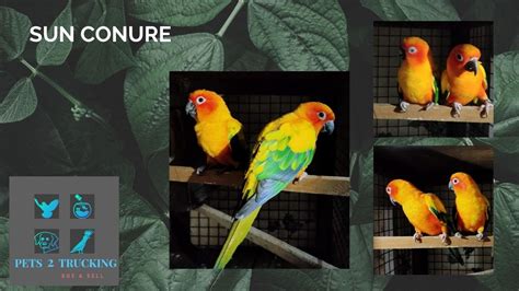 Sun conure Breeding Pair Available - YouTube