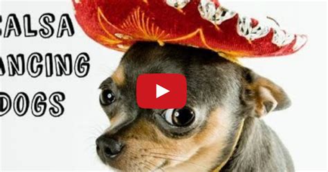 Tastefully Offensive: Salsa Dancing Dogs Compilation