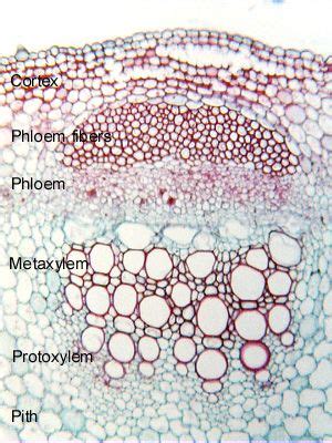 Typical dicot bundle | Microscopic photography, Plant science, Biology for kids