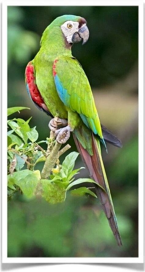 Buy Severe Chestnut Fronted Macaw Online Novan Bird's For Sale