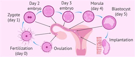 Can implantation bleeding be bright red?