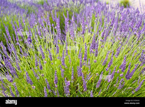 Yorkshire lavender, Terrington, York, North Yorkshire, England, UK Stock Photo - Alamy