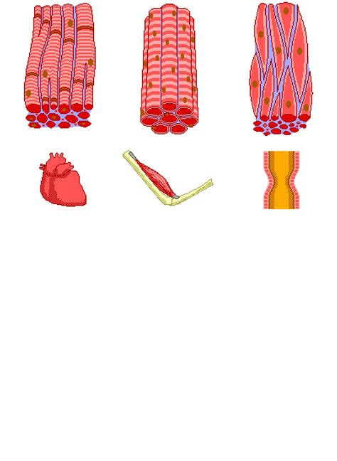 Muscle Tissue Types: Skeletal, Cardiac & Smooth Muscles