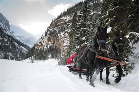 Sleigh Rides in Banff National Park